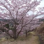 かみかわ　桜の山　桜華園